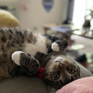 Fundraising Page: Carmella PAC ALUM